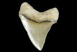 Serrated, Fossil Megalodon Tooth - Aurora, North Carolina #176579-1